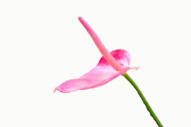 sapı ile pembe çiçek