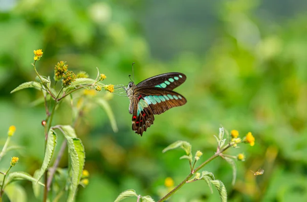 Duży Motyl Żółtym Kwiatem Zielonym Tle — Zdjęcie stockowe
