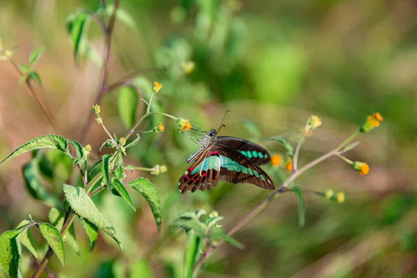 Mariposa Grande Sobre Una Flor Amarilla Sobre Fondo Verde — Foto de stock gratis