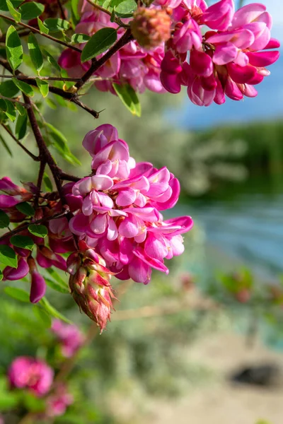 Fiori Foglie Del Mare Thailandia — Foto Stock