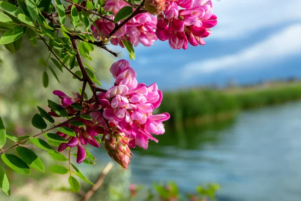 Цветы Листья Моря Таиланде — стоковое фото
