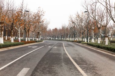 Asfalt yol boyunca çıplak sonbahar ağaçları