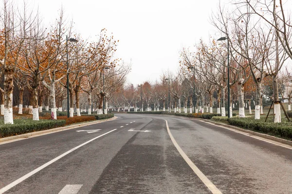 Kahle Herbstbäume Entlang Der Asphaltstraße — Stockfoto