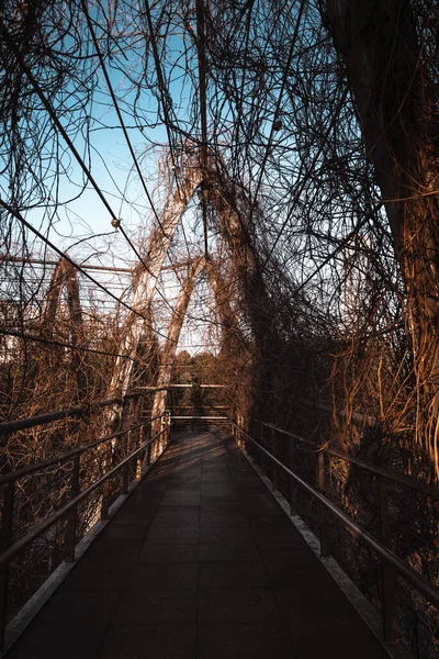 Dried Trees Arch Bridge — Stock Photo, Image