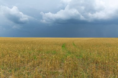 Gökyüzünde ağır bulutlar olan sarı olgun bir tarla.
