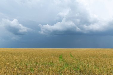 Gökyüzünde ağır bulutlar olan sarı olgun bir tarla.