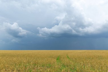 Gökyüzünde ağır bulutlar olan sarı olgun bir tarla.