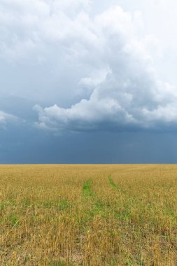 Buğday tarlasının üzerinde sağanak yağmur bulutları