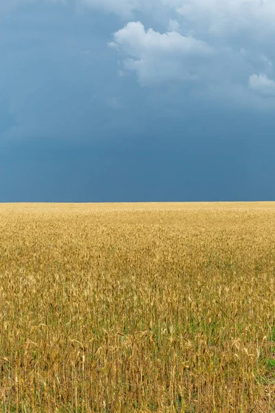 Paesaggio Estivo Con Campo Grano Maturo — Foto Stock