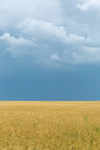 Campo Grano Giallo Maturo — Foto Stock