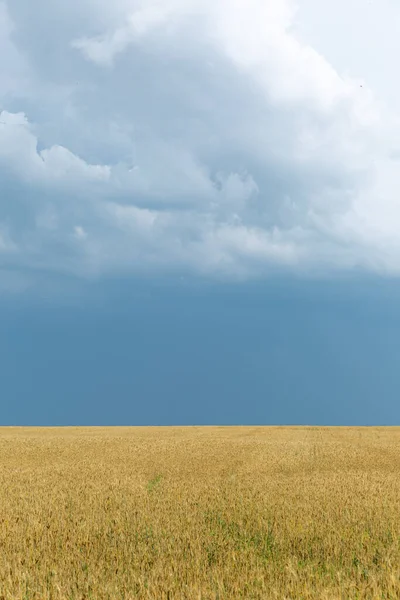 Paesaggio Del Campo Grano Con Cielo Drammatico — Foto Stock