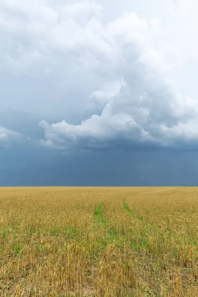 Nuvole Pioggia Abbondanti Sopra Campo Grano — Foto Stock