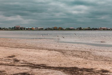 Nehrin üzerinde gündüz vakti uçan martılar