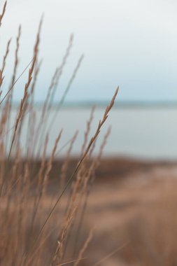 Deniz zemininde kurumuş çimlerin yakın görüntüsü