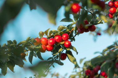 Yeşil dallarda küçük kırmızı meyveler yetişiyor. 