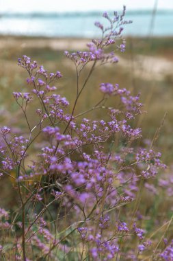 güzel mor çiçekler tarlada büyüyor, nehir ve gökyüzü arka planda 