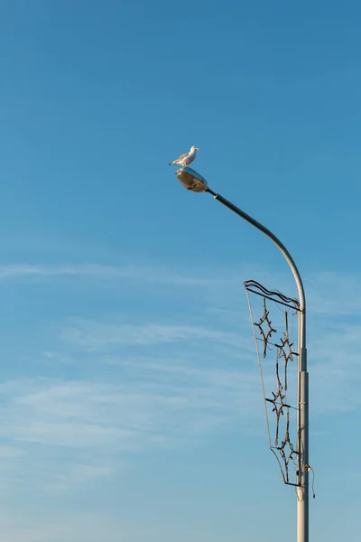 Чайка Сидить Високо Стовпі Вуличної Лампи Проти Блакитного Безхмарного Неба — стокове фото