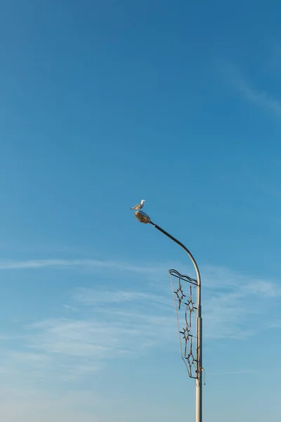 Чайка Сидить Високо Стовпі Вуличної Лампи Проти Блакитного Безхмарного Неба — стокове фото