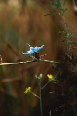 Bahçedeki mavi çiçeği kapat. Yüksek kalite fotoğraf