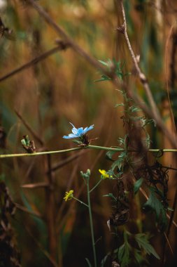 Bahçedeki mavi çiçeği kapat. Yüksek kalite fotoğraf