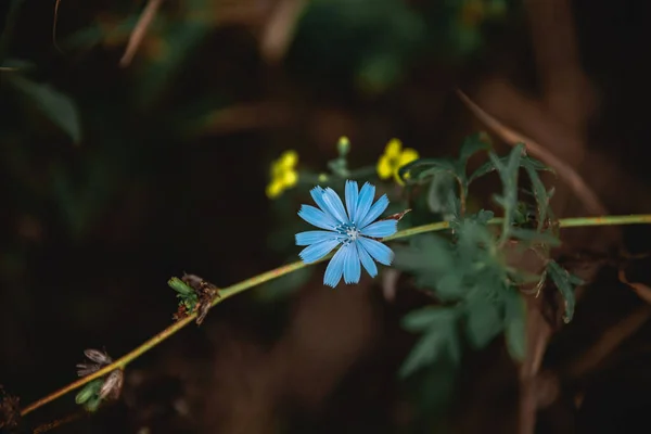 Chiudere Fiore Blu Giardino Foto Alta Qualità — Foto Stock