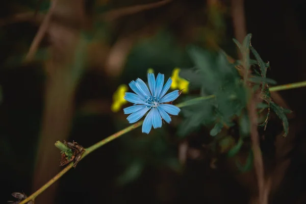 Chiudere Fiore Blu Giardino Foto Alta Qualità — Foto Stock