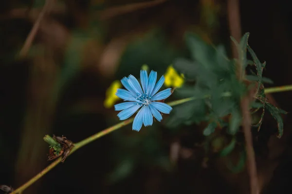 Zárd Kék Virágot Kertben Kiváló Minőségű Fénykép — Stock Fotó