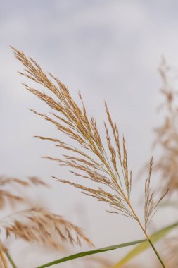 Sanat sonbaharı güneşli doğa arka planı. Yüksek kalite fotoğraf