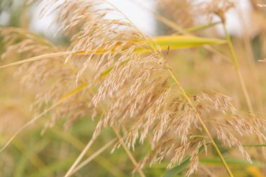 Sanat sonbaharı güneşli doğa arka planı. Yüksek kalite fotoğraf