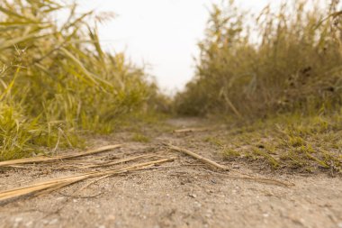 Sanat sonbaharı güneşli doğa arka planı. Yüksek kalite fotoğraf