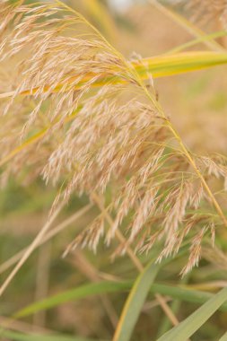 Sanat sonbaharı güneşli doğa arka planı. Yüksek kalite fotoğraf