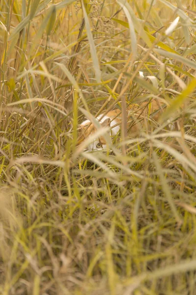 Gatto Erba Gialla Sul Tramonto Foto Alta Qualità — Foto Stock