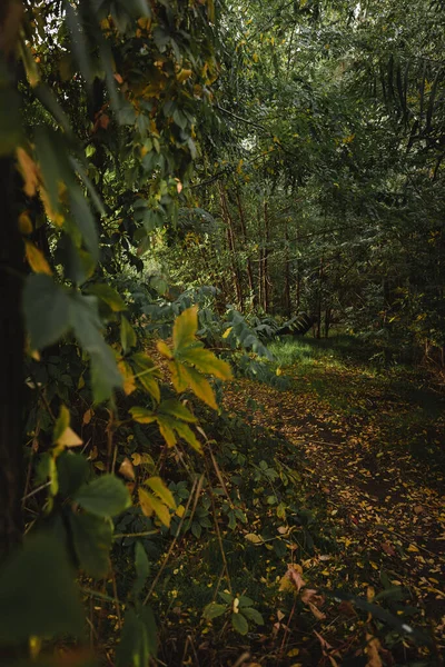 Путь Лес Осенью Высокое Качество Фото — стоковое фото