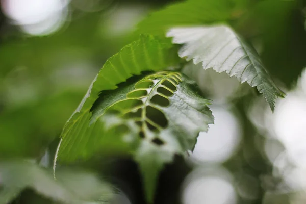 Blad op een boom omgeven door tracked.Image met selectieve focus. — Stockfoto