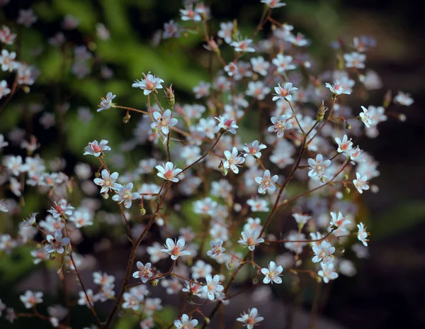Małe Białe Kwiaty Kwietniku — Zdjęcie stockowe