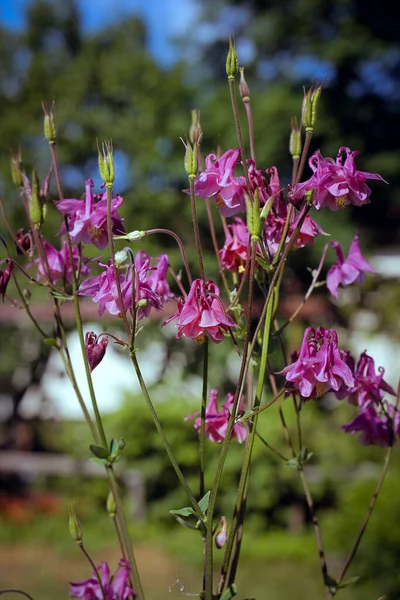 Été, village, bassin versant violet — Photo