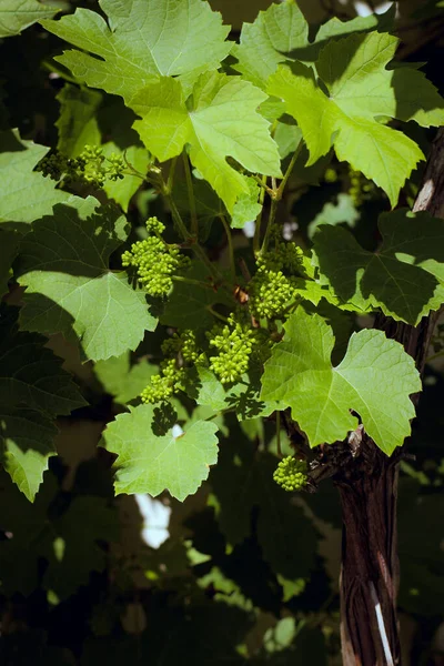Яичники из зеленого плетеного винограда на стене — стоковое фото