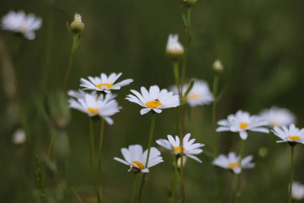 Small Clearing Wild Wild Wild Daisies Image Selective Focus — Stock Photo, Image