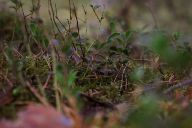 Çok sayıda orman çimeni arasında kızılcık çalıları, seçici bir odak ile görüntü.