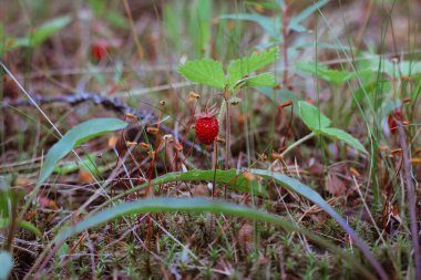 Çiçek açan yosunların arasında yabani çilekler, seçici odaklı görüntü.