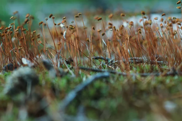 Limpieza Del Musgo Que Florece Bosque Imagen Con Foco Selectivo —  Fotos de Stock