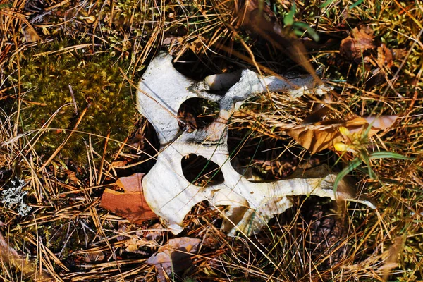 Remains Small Animal Woods — Stock Photo, Image