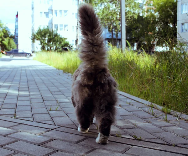 Fluffy Cat Walks Brick Path — Stock Photo, Image