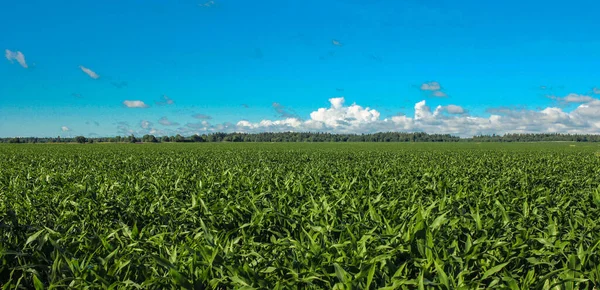 Plantacja Kukurydzy Błękitnym Niebem Białymi Chmurami — Zdjęcie stockowe