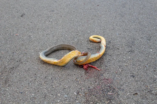 Dead snake hi-res stock photography and images - Page 2 - Alamy