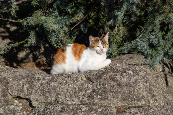 Τάμπι Λευκό Πορτοκαλί Γάτα Τεμπέλης Και Υπνηλία Πέτρα Backround Πεύκο — Φωτογραφία Αρχείου