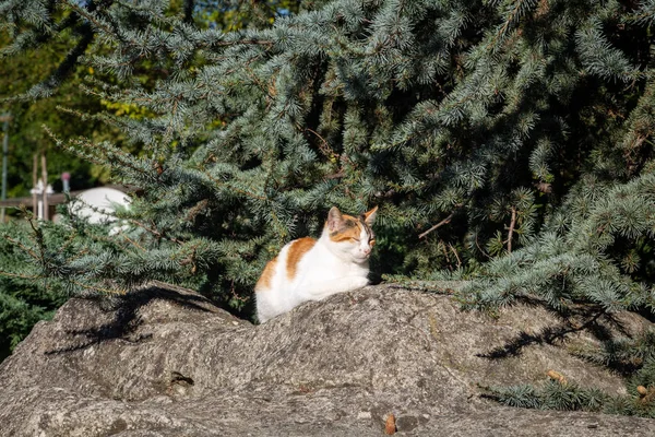Τάμπι Λευκό Πορτοκαλί Γάτα Τεμπέλης Και Υπνηλία Πέτρα Backround Πεύκο — Φωτογραφία Αρχείου