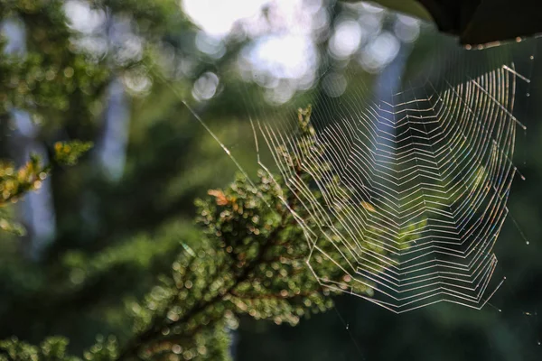 Spider web in the corner, in front of green background