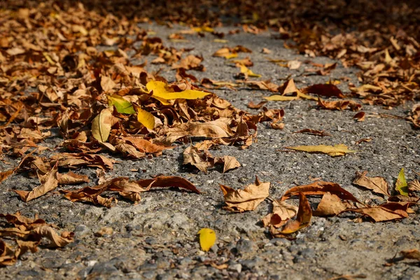 Gelbe Und Braune Blätter Auf Asphaltboden — Stockfoto