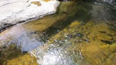Kiriwong Köyü, Nakhon Si Thammarat, Tayland 'daki Wang Mai Pak şelalesinde Mahseer dikenli balık..